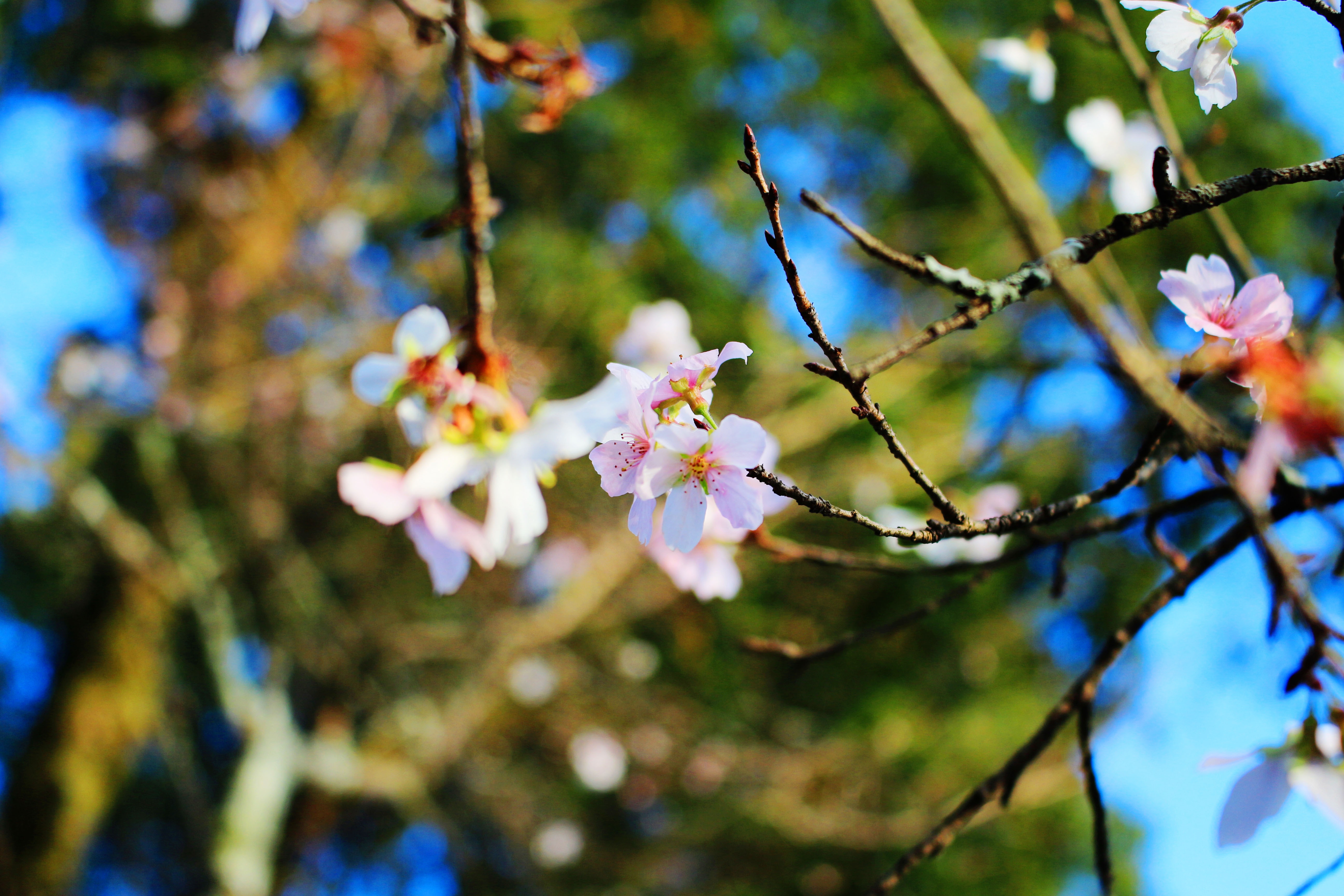 du lịch tết nguyên đán ảnh 13 du lich tet nguyen dan anh 13