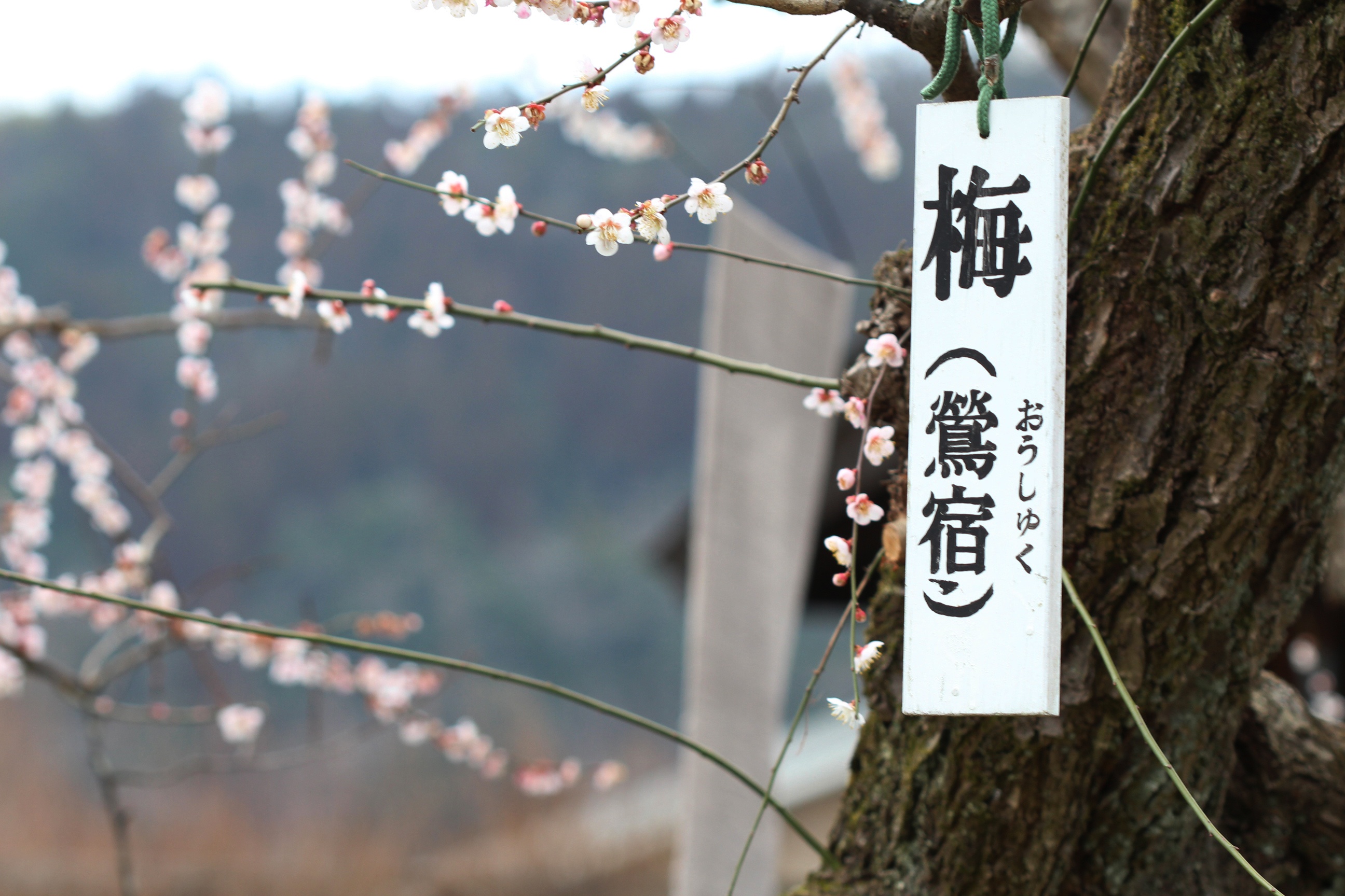 Hoa man no ro khap Nhat Ban hinh anh