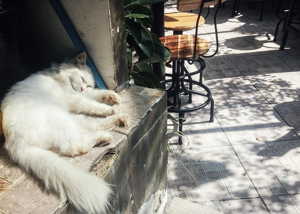 Ca phe Sai Gon anh 7