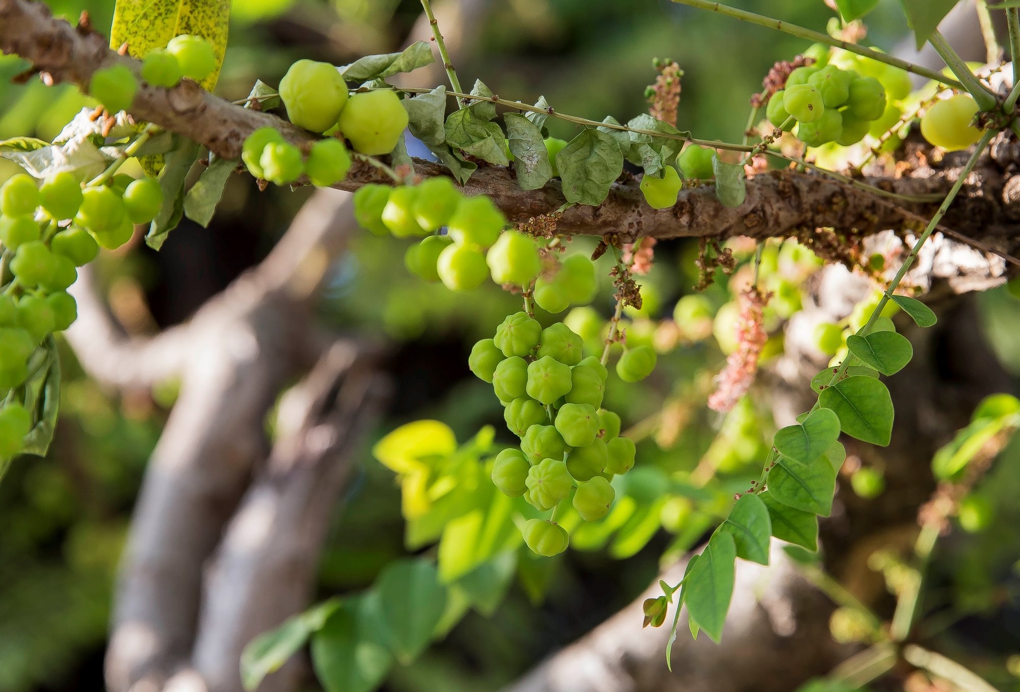 Ngôi miếu nổi duy nhất của Sài Gòn ảnh 14 Ngoi mieu noi duy nhat cua Sai Gon anh 14