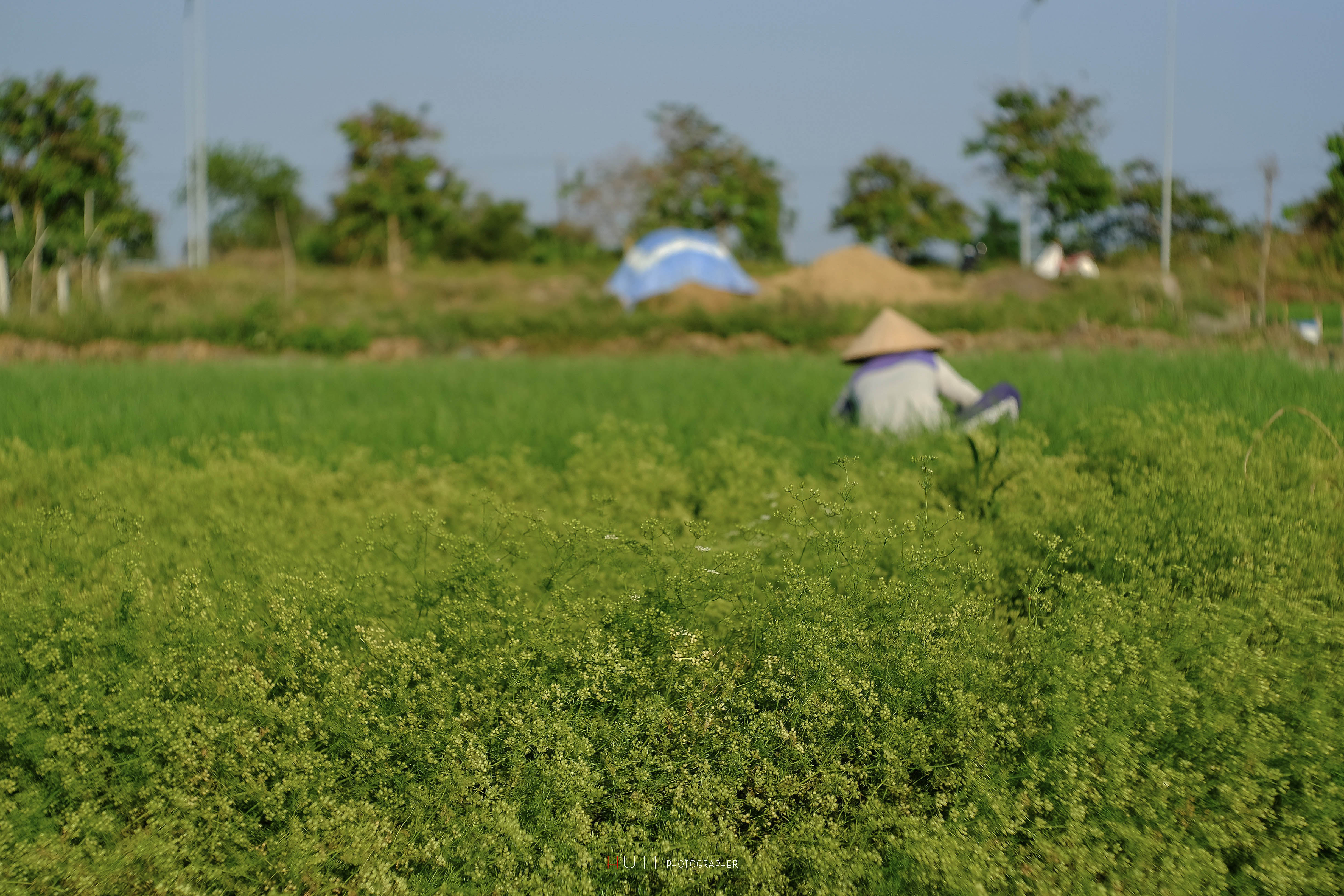 Vườn ngò siêu đẹp ở Vũng Tàu  ảnh 2 Vuon ngo sieu dep o Vung Tau anh 2