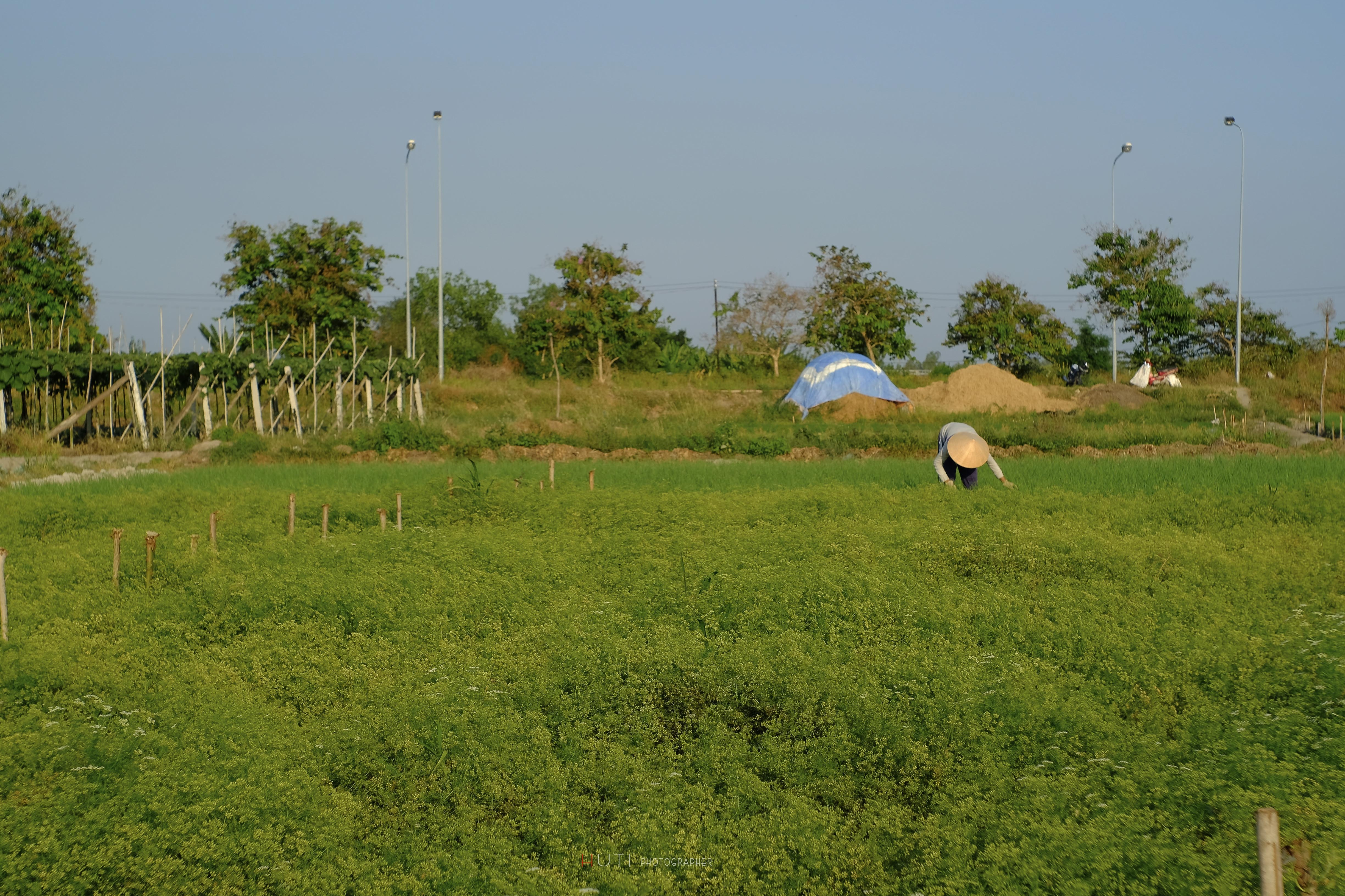 Vườn ngò siêu đẹp ở Vũng Tàu  ảnh 7 Vuon ngo sieu dep o Vung Tau anh 7