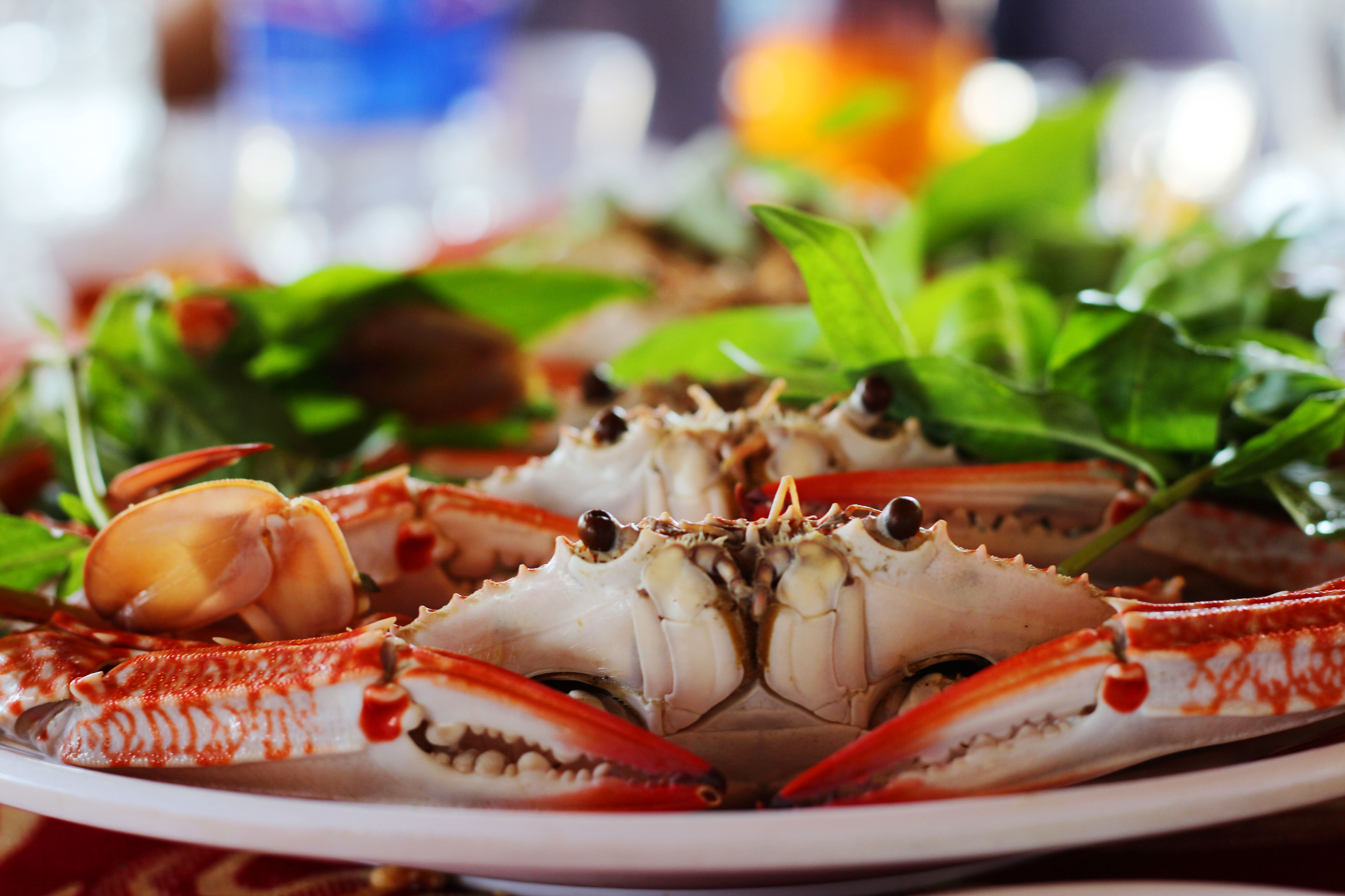 du lịch Cần Giờ ảnh 5 du lich Can Gio anh 5