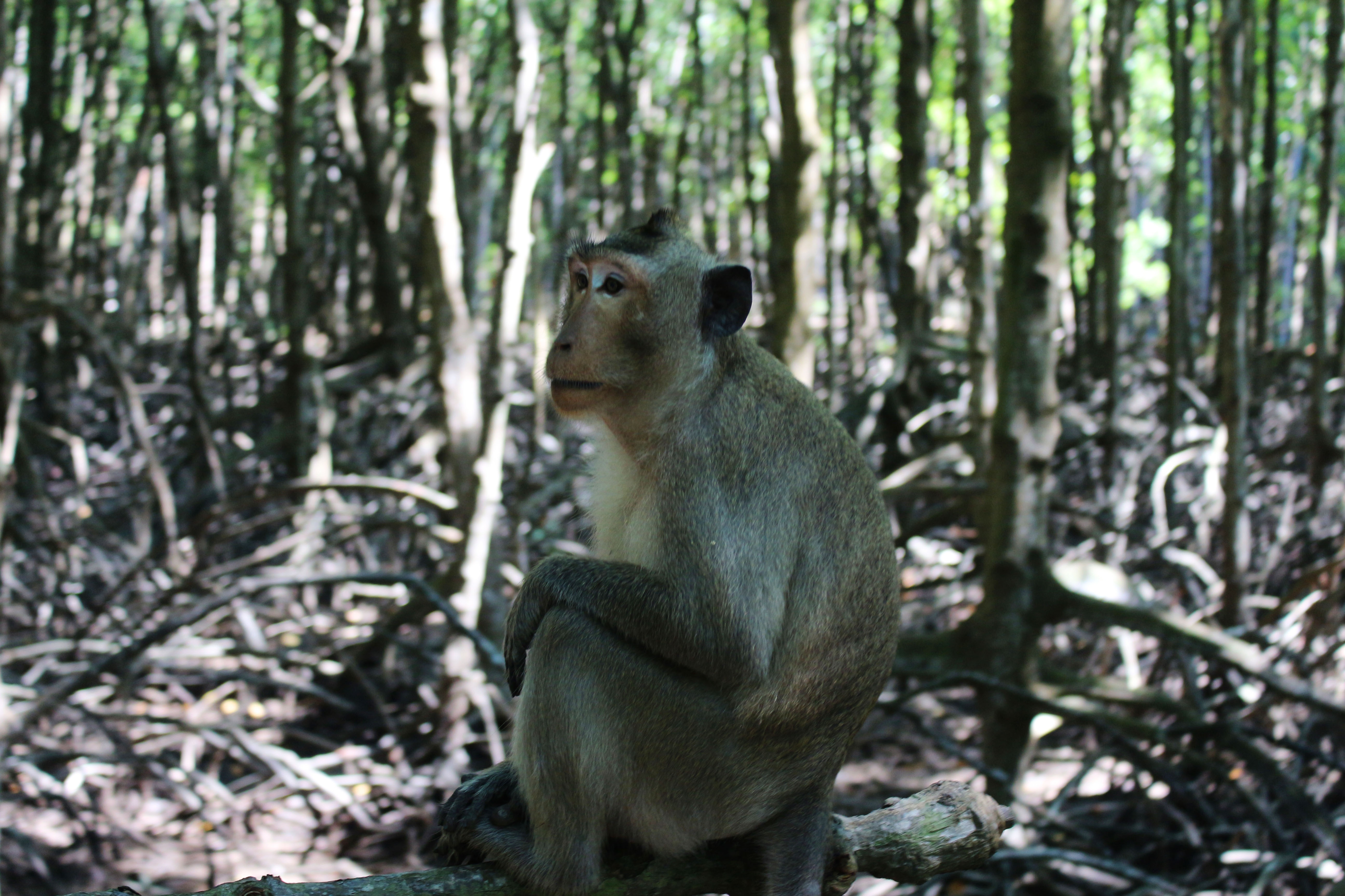 du lịch Cần Giờ ảnh 3 du lich Can Gio anh 3