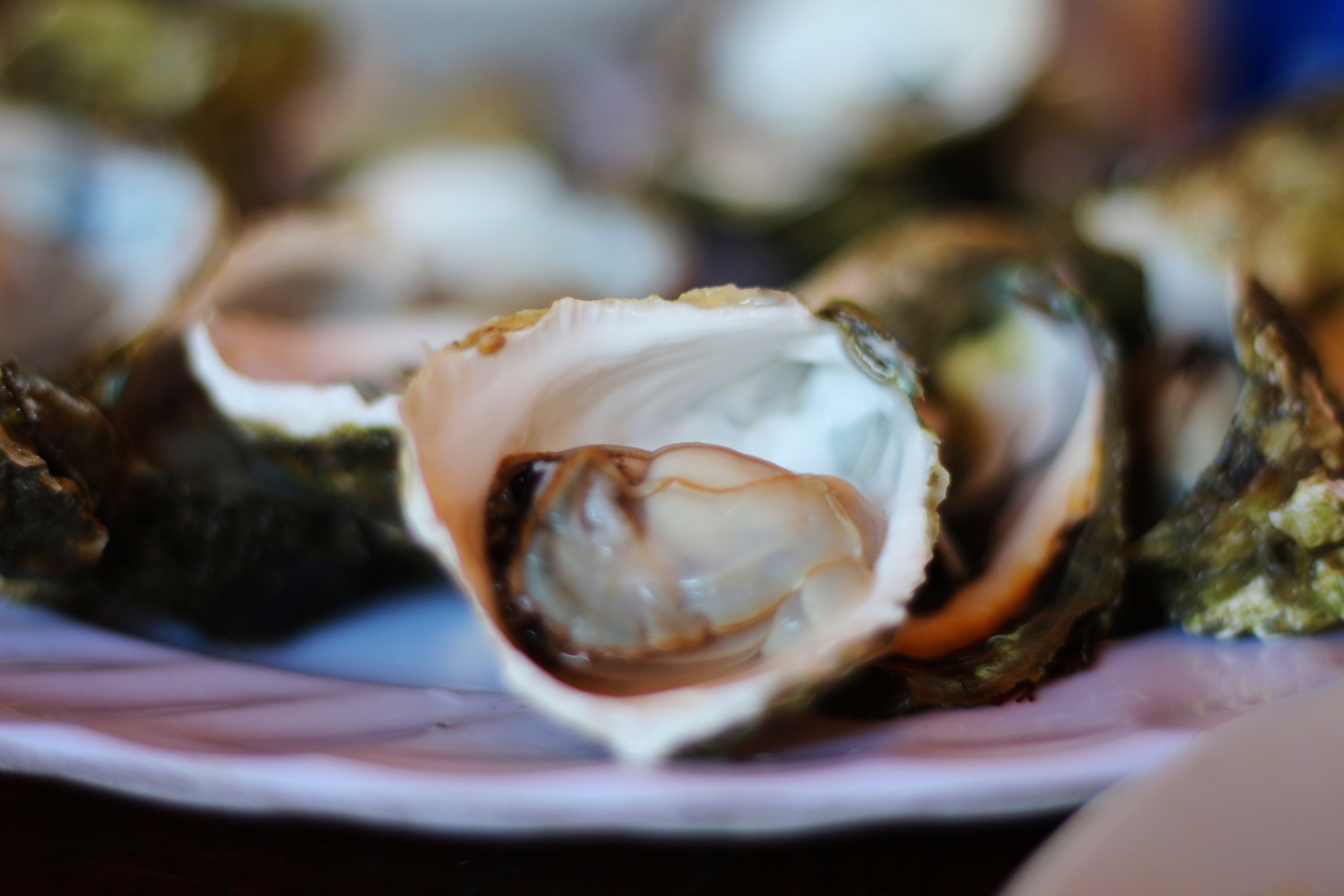 du lịch Cần Giờ ảnh 10 du lich Can Gio anh 10