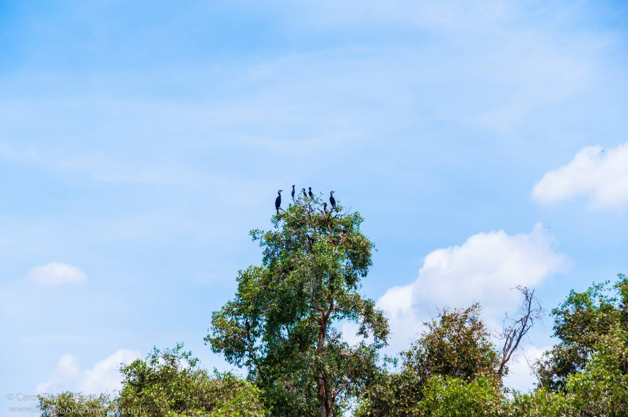 ung tram mien Tay anh 11
