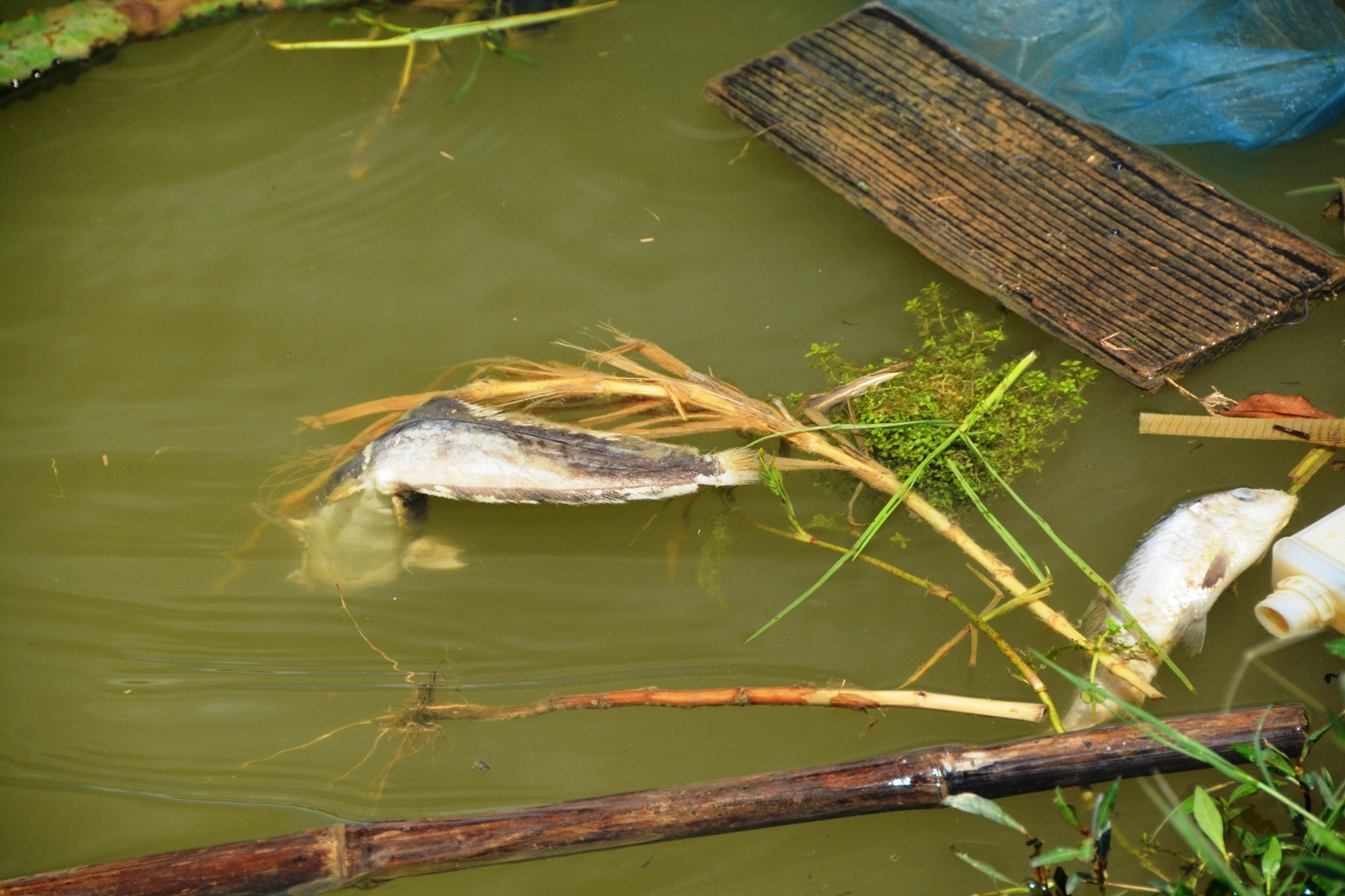 Ho Xuan Huong (Da Lat) boc mui do ca chet hinh anh