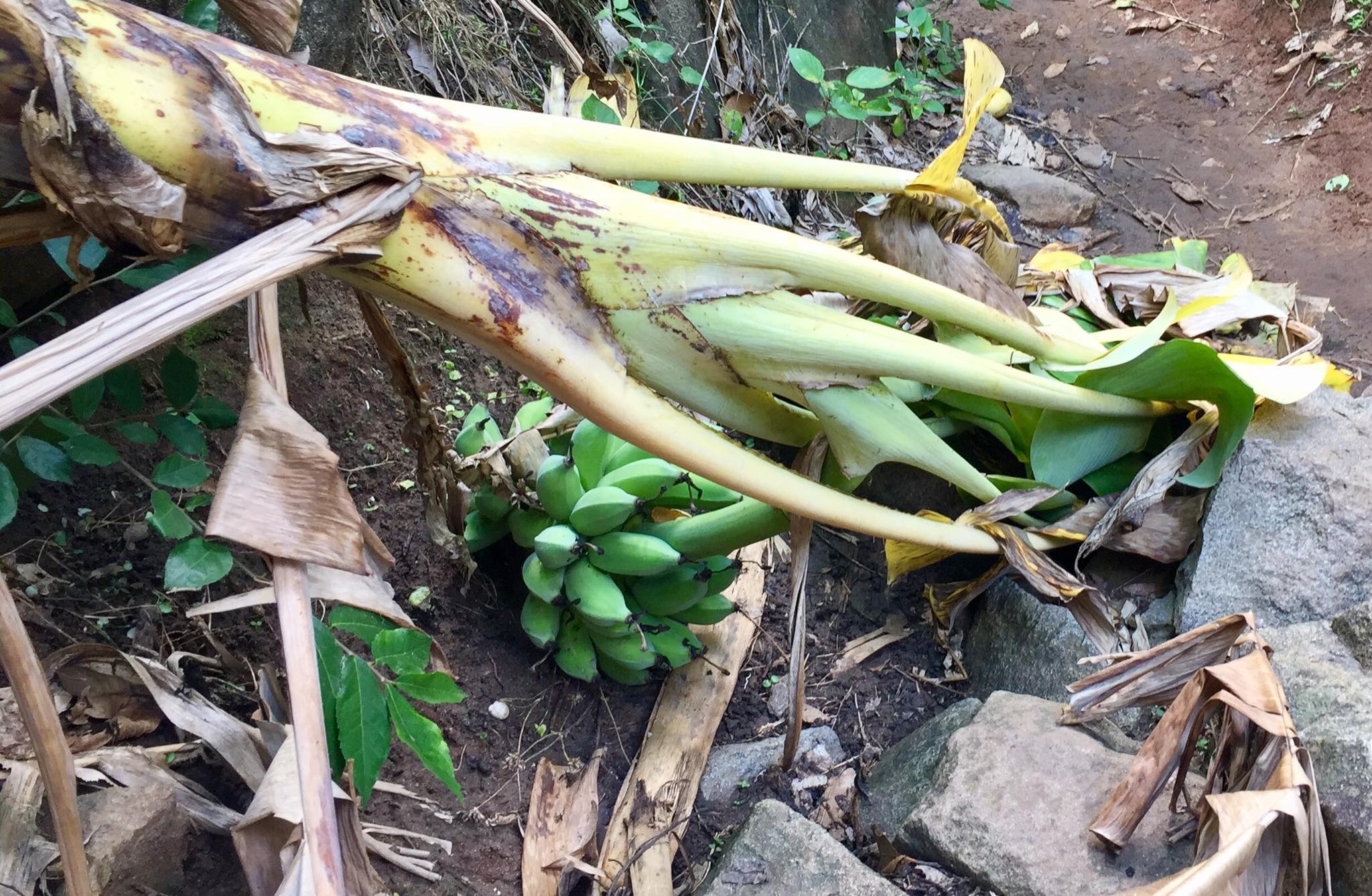 Trekking núi Bà Đen ảnh 2 Trekking nui Ba Den anh 2