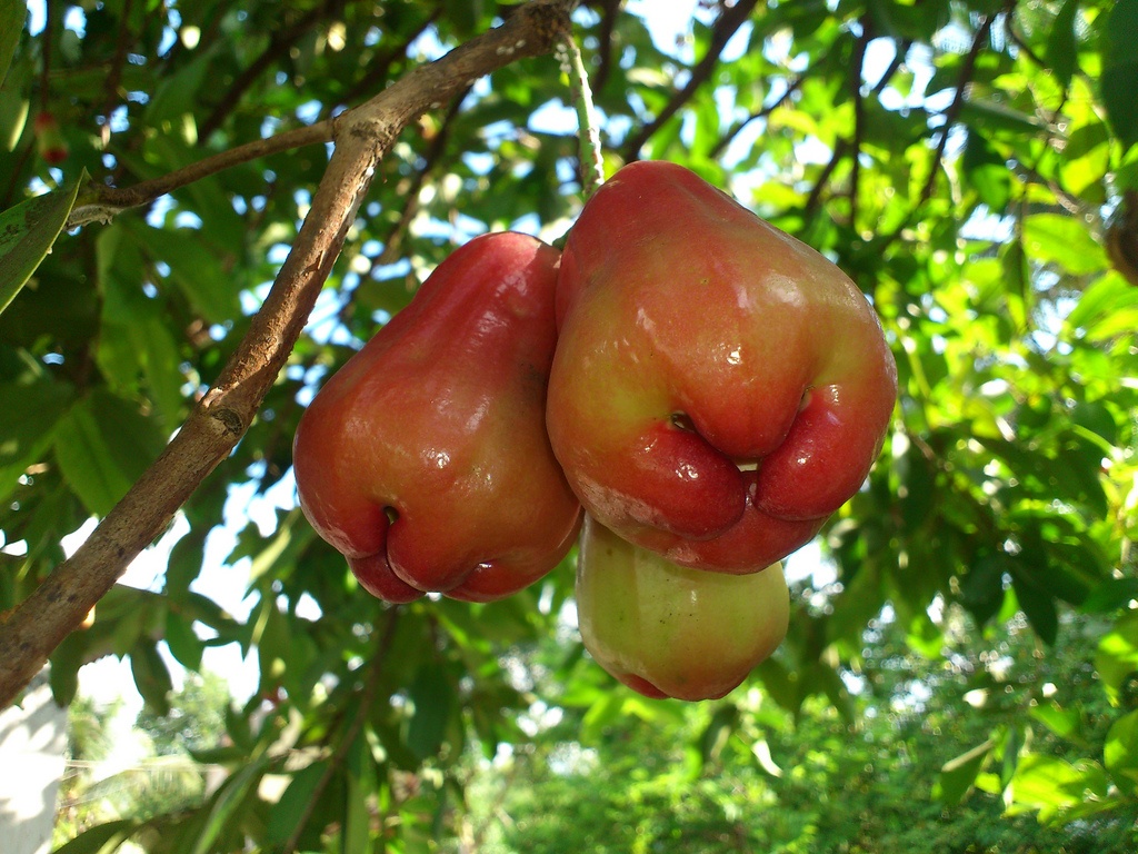 du lịch mùa hè ảnh 7 du lich mua he anh 7