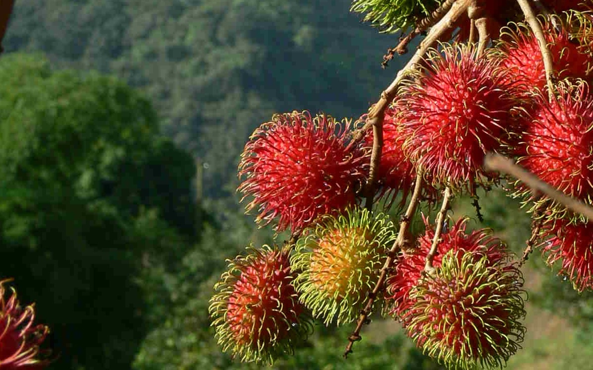 Nhung thien duong trai cay ban co the di ve trong ngay tu TP.HCM hinh anh