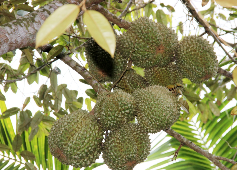 Trung sau rieng, nguoi dan mot huyen o Dak Lak mua hon 1.000 oto hinh anh