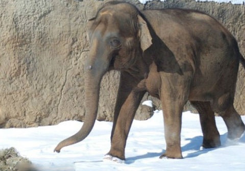 Voi 2,7 tan noi dien sat hai ong chu hinh anh