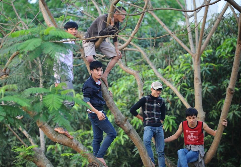 Những cổ động viên chậm chân phải trèo cây xem trận đấu SLNA - HAGL.