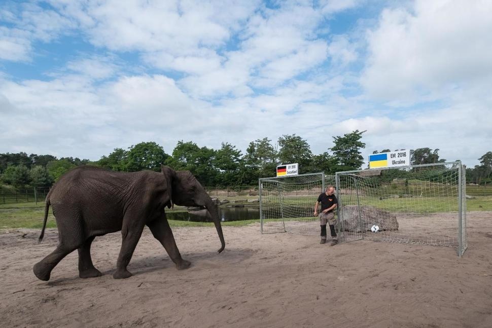 Voi Nelly dự đoán Đức thắng Ukraine ảnh 1 Voi Nelly du doan Duc thang Ukraine anh 1