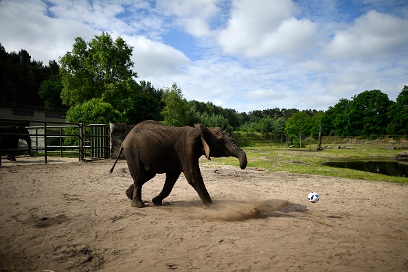 Voi Nelly dự đoán Đức thắng Ukraine ảnh 2 Voi Nelly du doan Duc thang Ukraine anh 2