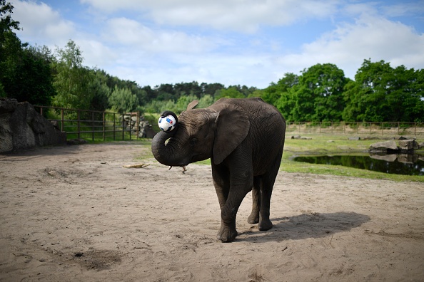 Voi Nelly dự đoán Đức thắng Ukraine ảnh 3 Voi Nelly du doan Duc thang Ukraine anh 3