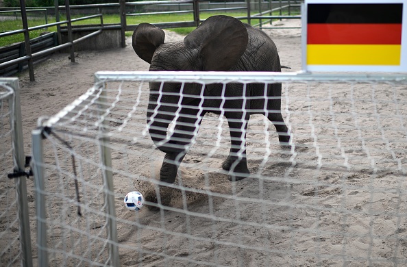 Voi Nelly dự đoán Đức thắng Ukraine ảnh 4 Voi Nelly du doan Duc thang Ukraine anh 4