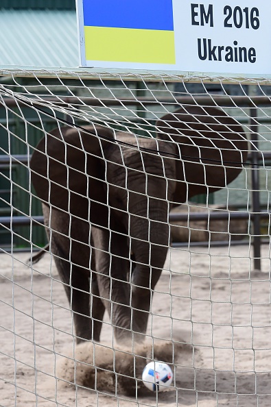 Voi Nelly dự đoán Đức thắng Ukraine ảnh 5 Voi Nelly du doan Duc thang Ukraine anh 5