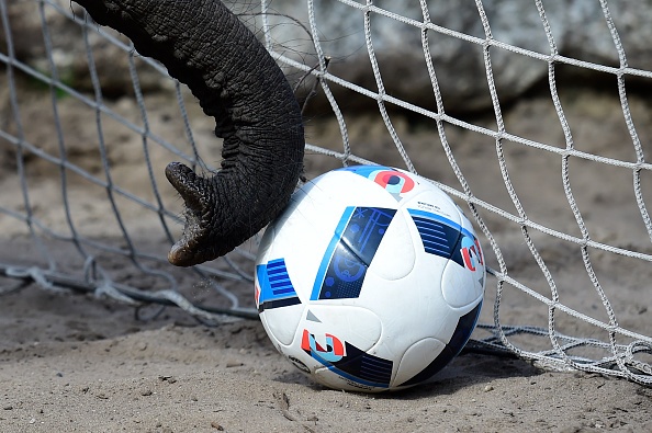 Voi Nelly dự đoán Đức thắng Ukraine ảnh 6 Voi Nelly du doan Duc thang Ukraine anh 6