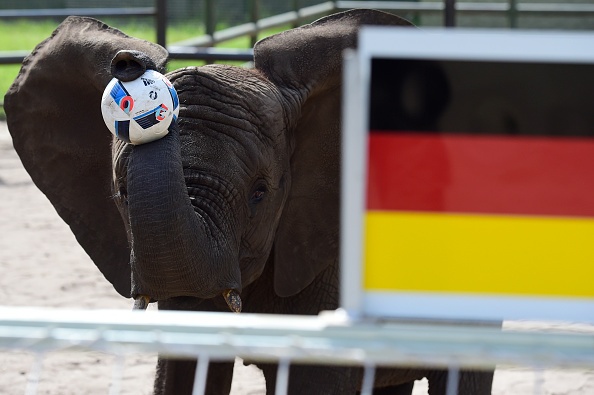 Voi Nelly dự đoán Đức thắng Ukraine ảnh 7 Voi Nelly du doan Duc thang Ukraine anh 7