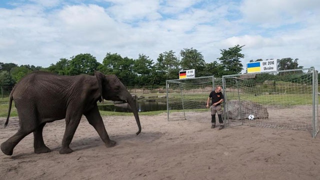 Voi Nelly du doan DT Duc thang tran ra quan o Euro hinh anh