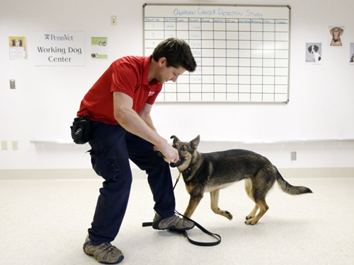 Su dung cho phat hien... ung thu buong trung hinh anh