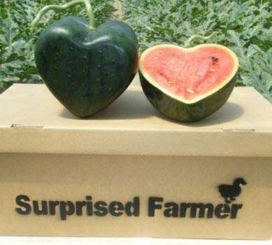 Can canh qua trinh trong dua hau hinh trai tim o Nhat hinh anh