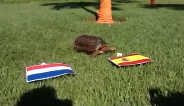 Tien tri rua chon Tay Ban Nha ha guc Ha Lan hinh anh