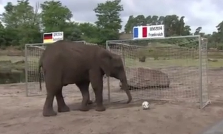 Voi Nelly du doan Duc danh bai Phap hinh anh