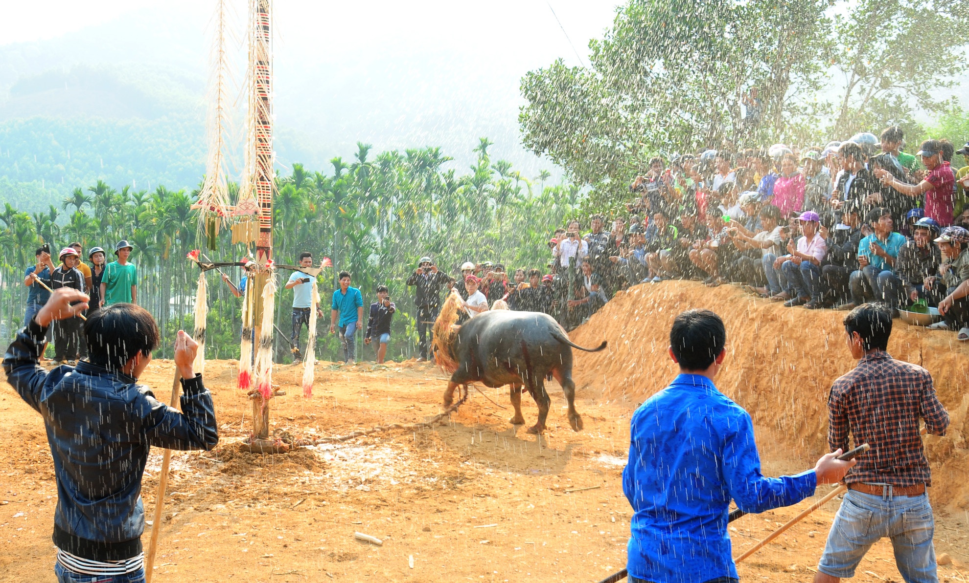 Dam trau,  doi ngheo,  huyen vung cao Son Tay anh 9
