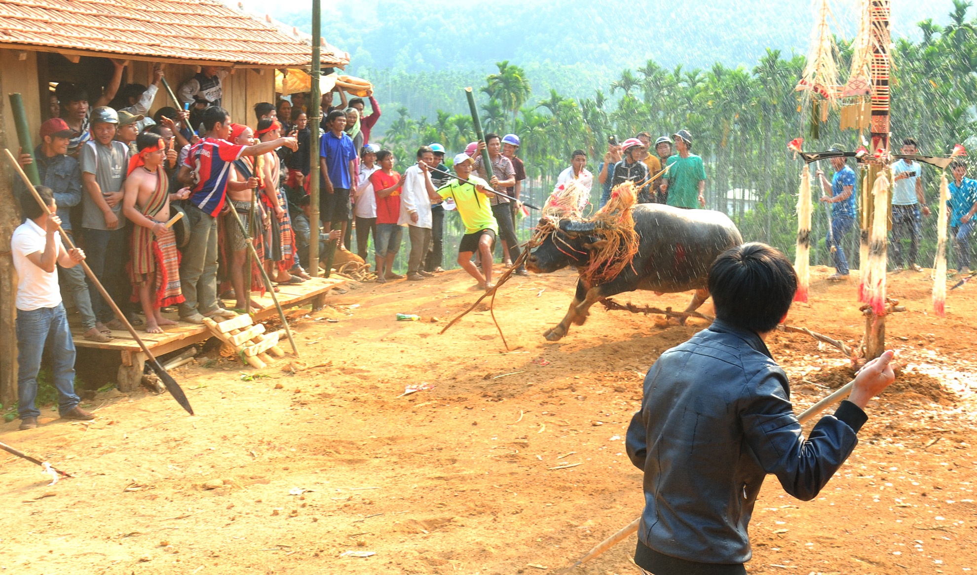 Dam trau,  doi ngheo,  huyen vung cao Son Tay anh 10