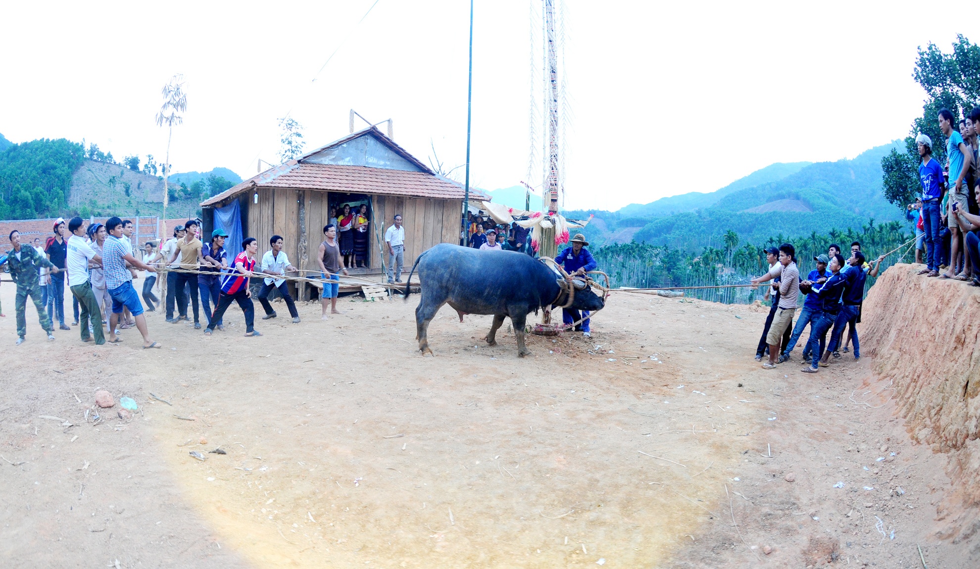 Dam trau,  doi ngheo,  huyen vung cao Son Tay anh 2