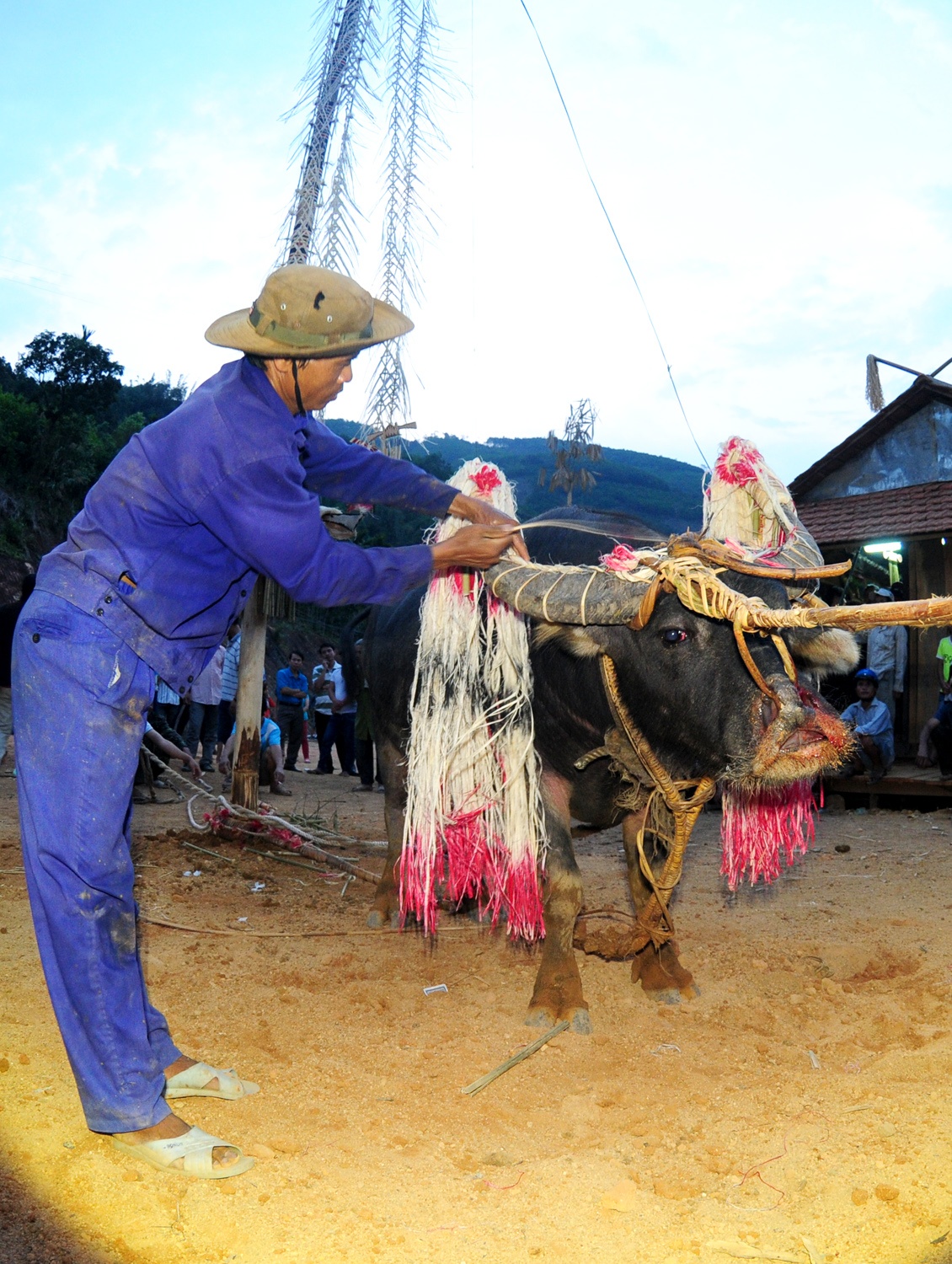Dam trau,  doi ngheo,  huyen vung cao Son Tay anh 3