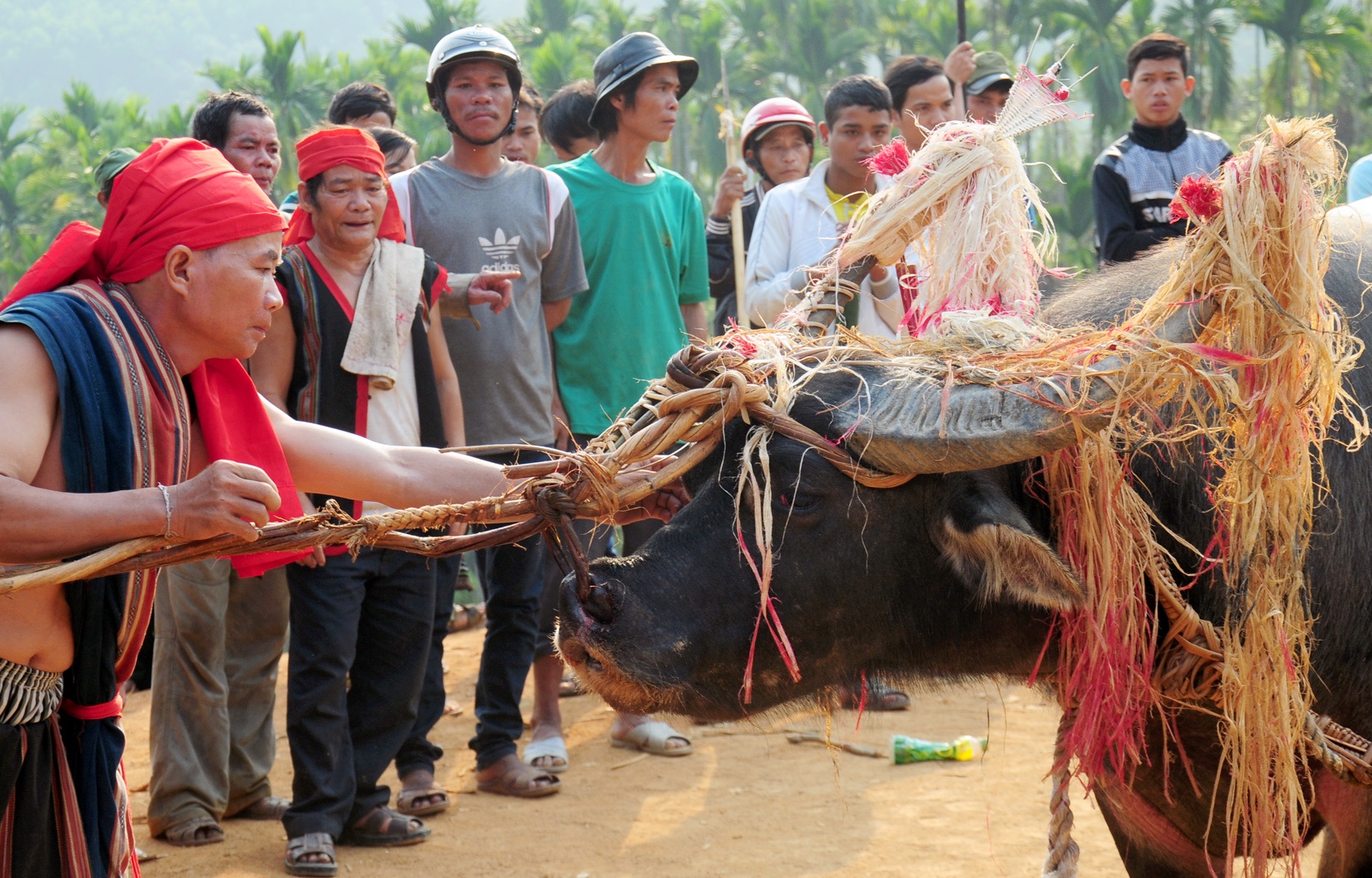 Le dam trau keo dai nua thang o vung cao hinh anh