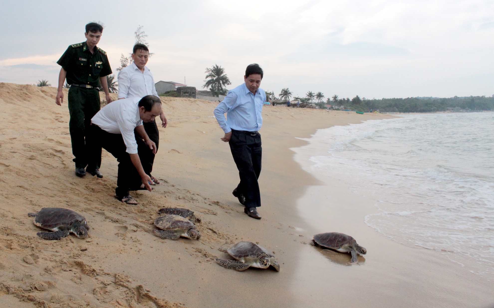 Giai cuu 6 con rua bien anh 1