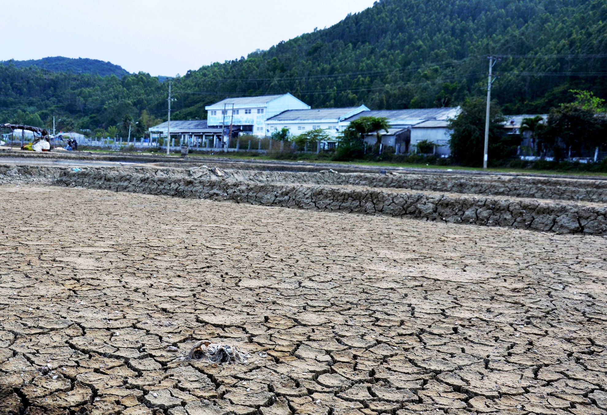 Gia re nhu cho, diem dan bo hoang ruong muoi Sa Huynh hinh anh