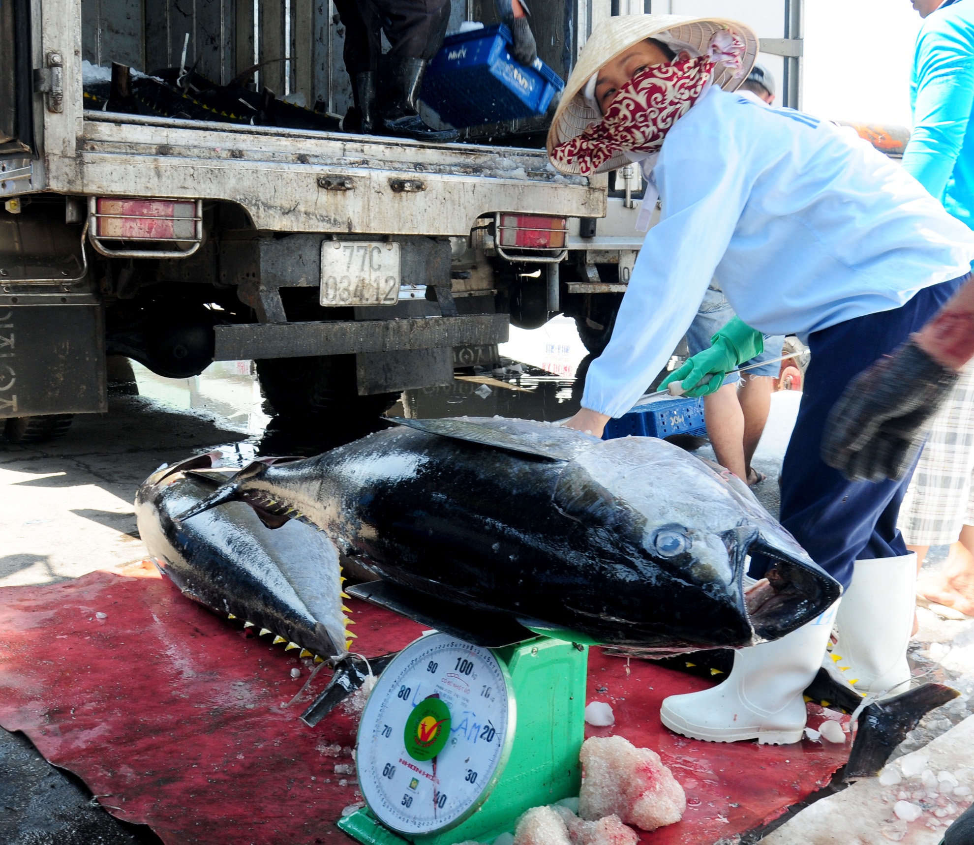 Vin co ca mien Trung chet, thuong lai ep gia ngu dan hinh anh