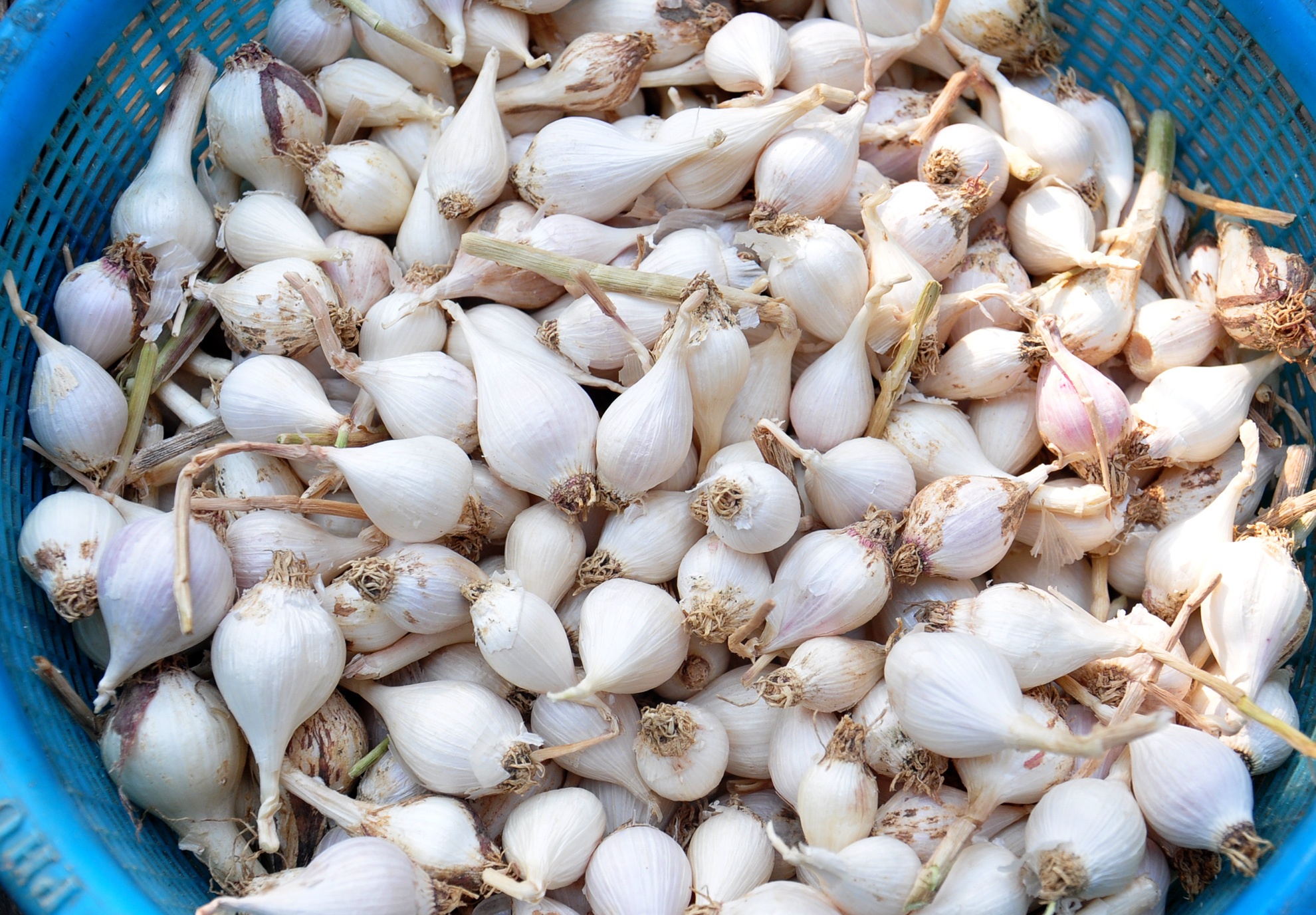 Toi co don Ly Son khan hiem, gia tang cao hinh anh