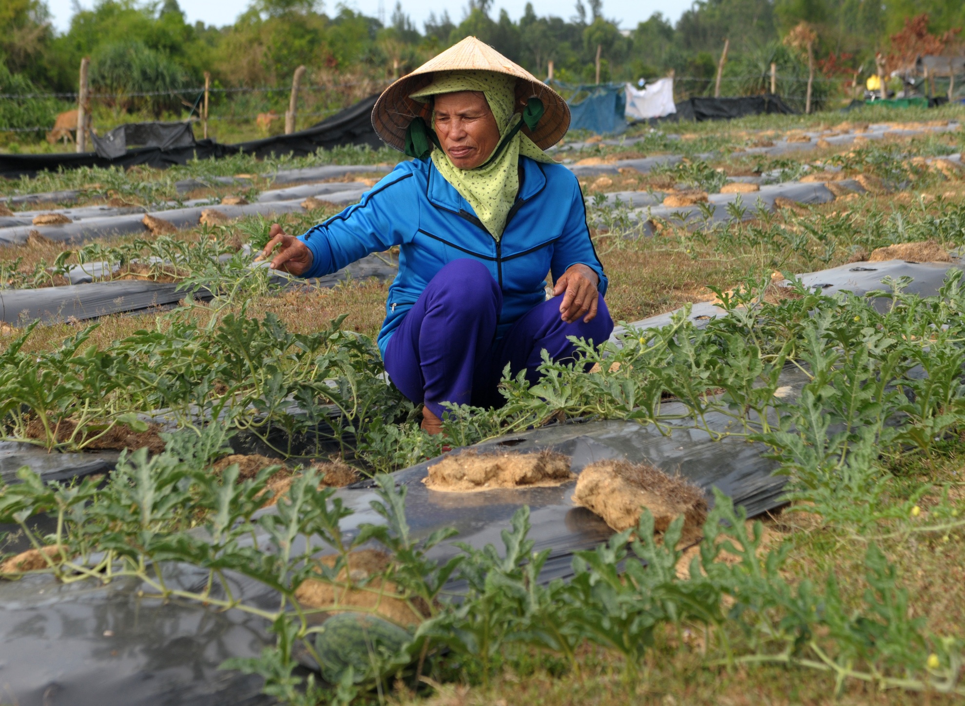 Du thep ty USD bo hoang,  Khu kinh te Dung Quat,  tinh Quang Ngai anh 11