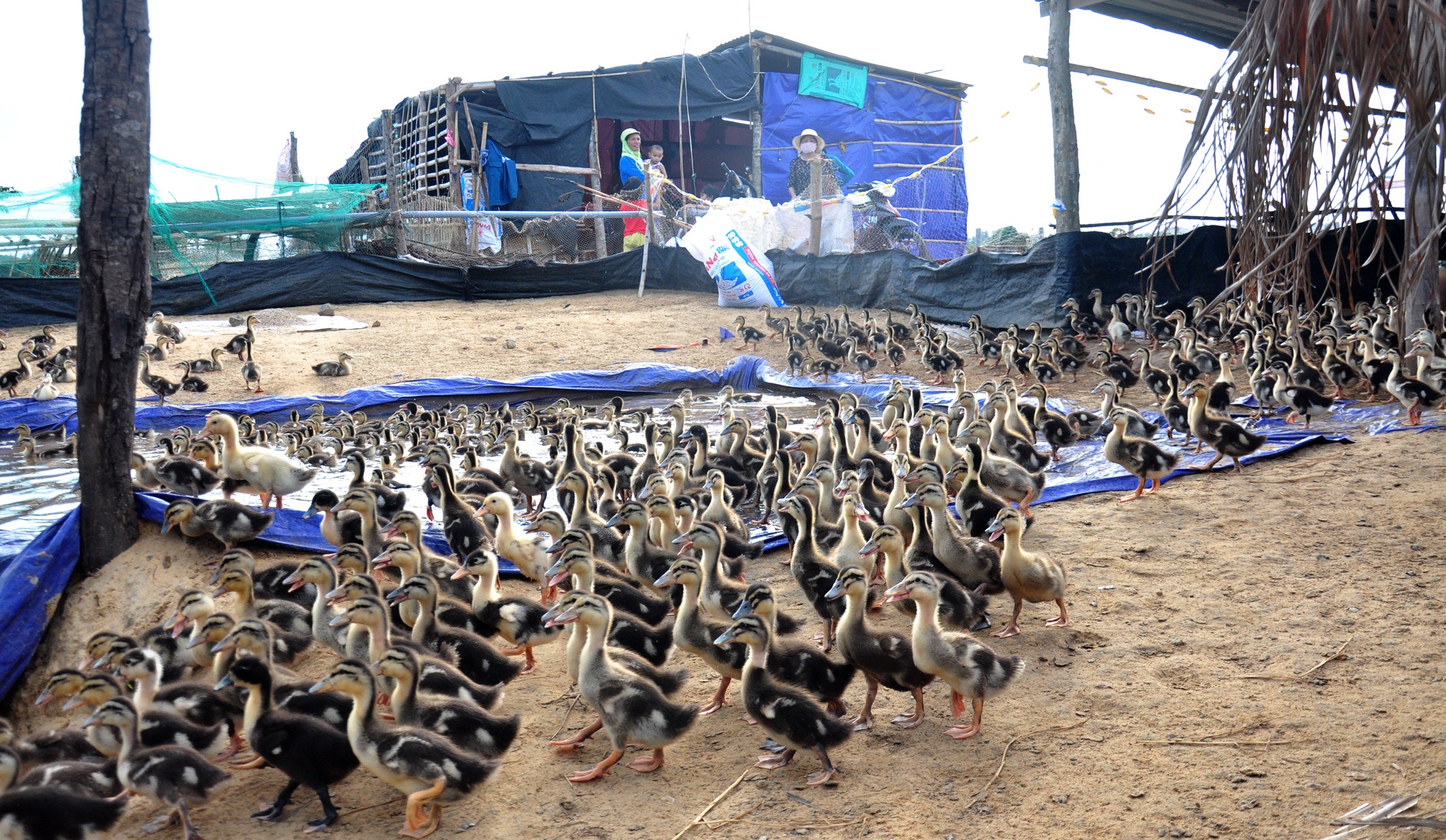 Du thep ty USD bo hoang,  Khu kinh te Dung Quat,  tinh Quang Ngai anh 13