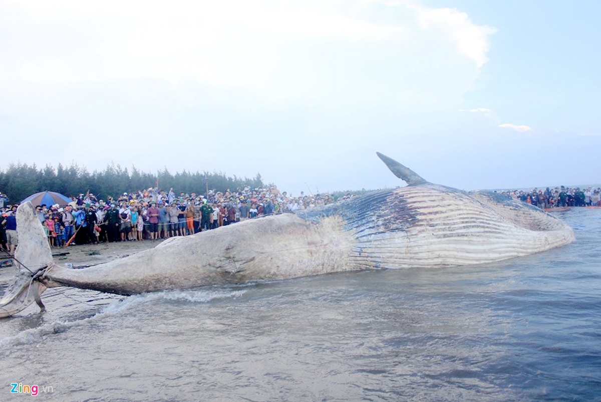 Ca voi dat vao bo bien Nghe An kha nang do benh ly hinh anh