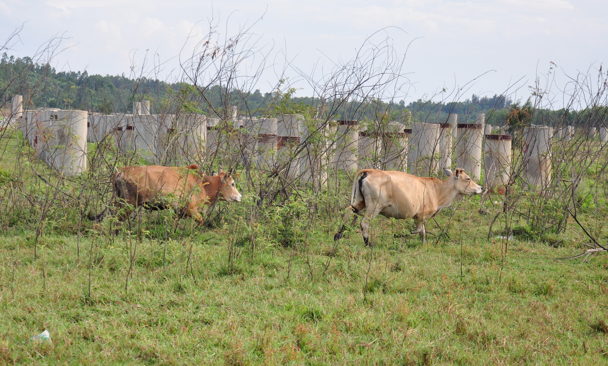 Du an thep ty USD hoang vang o Khu kinh te Dung Quat hinh anh