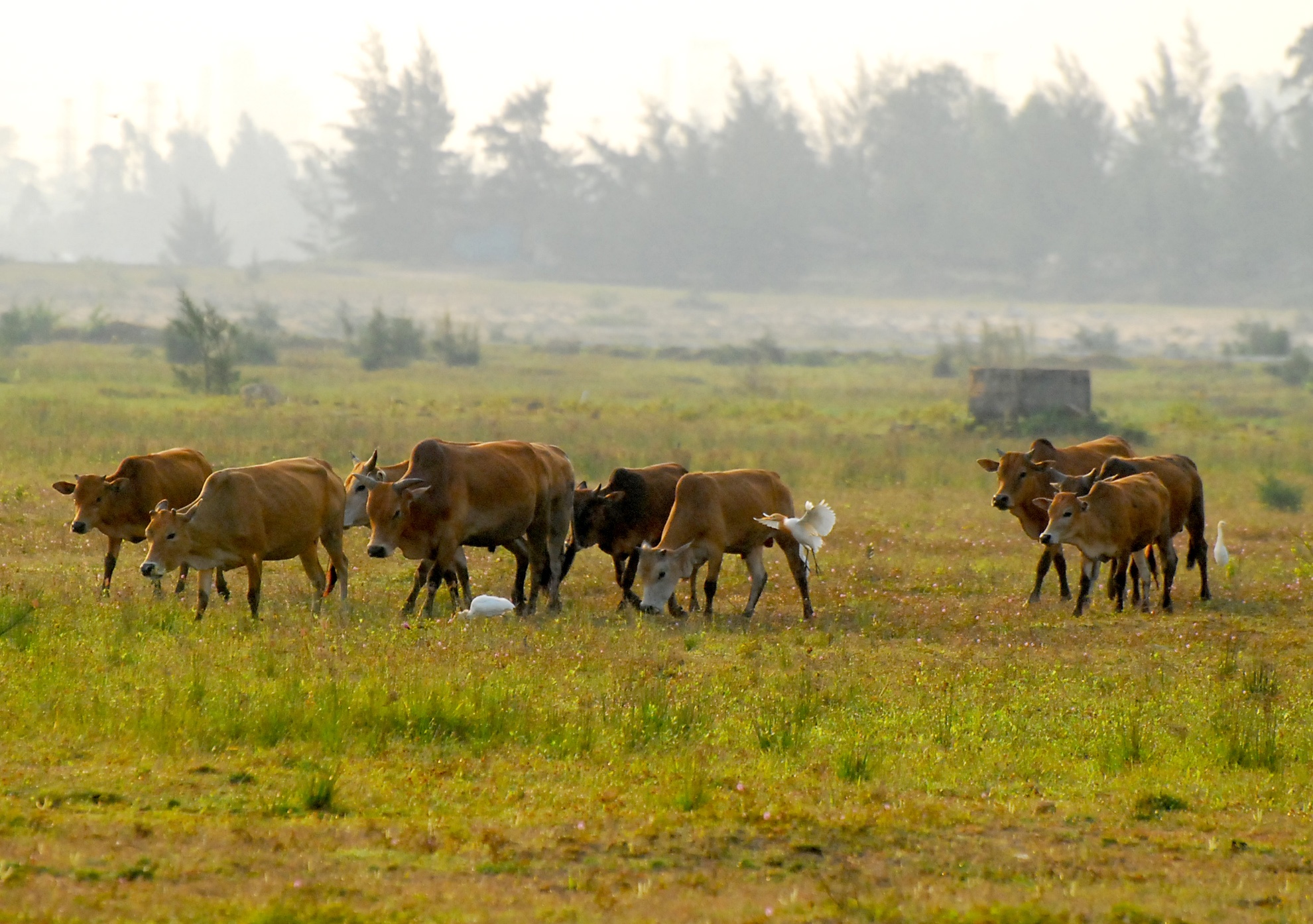 Du thep ty USD bo hoang,  Khu kinh te Dung Quat,  tinh Quang Ngai anh 5
