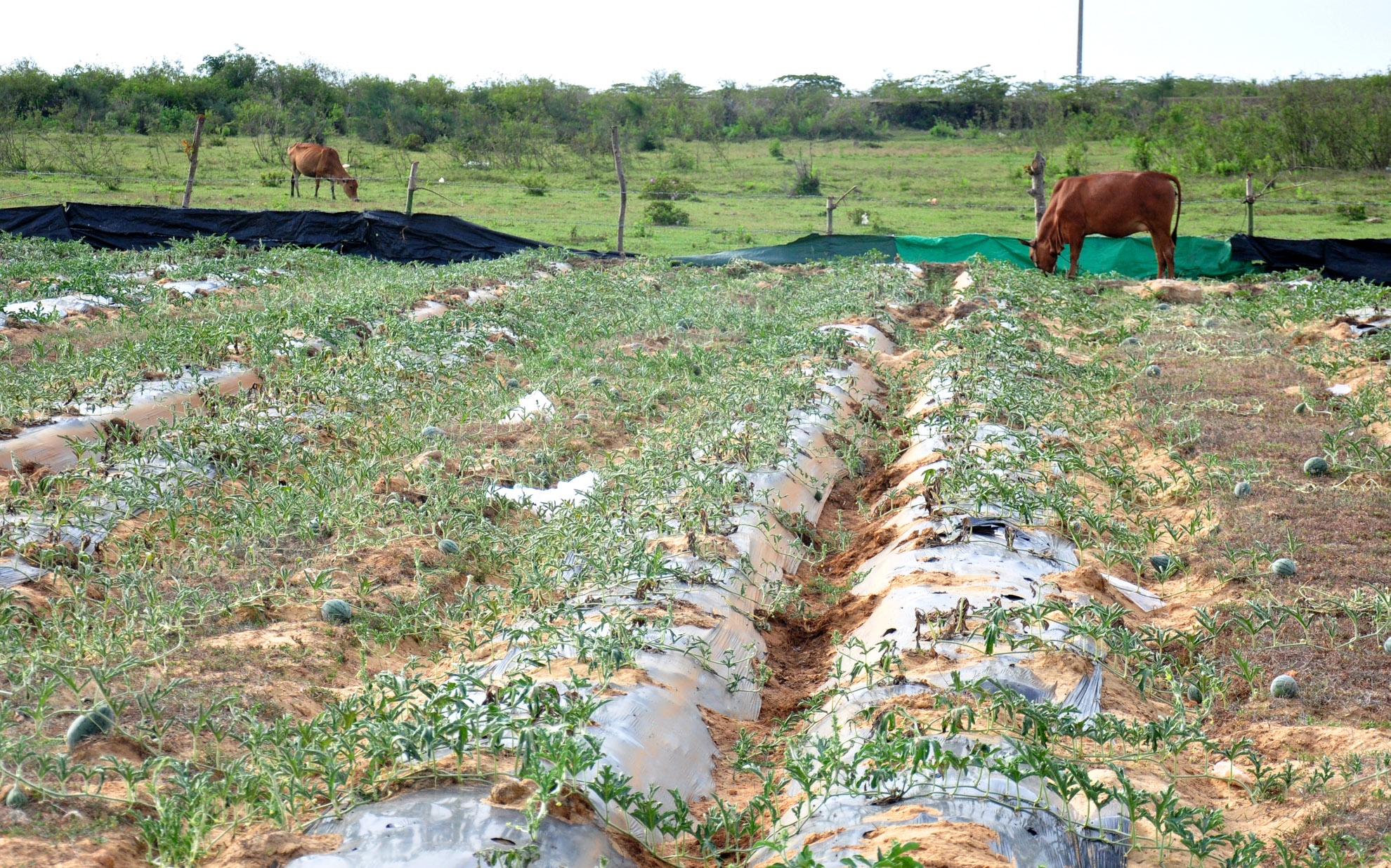 Du an thep bo hoang o Quang Ngai anh 2