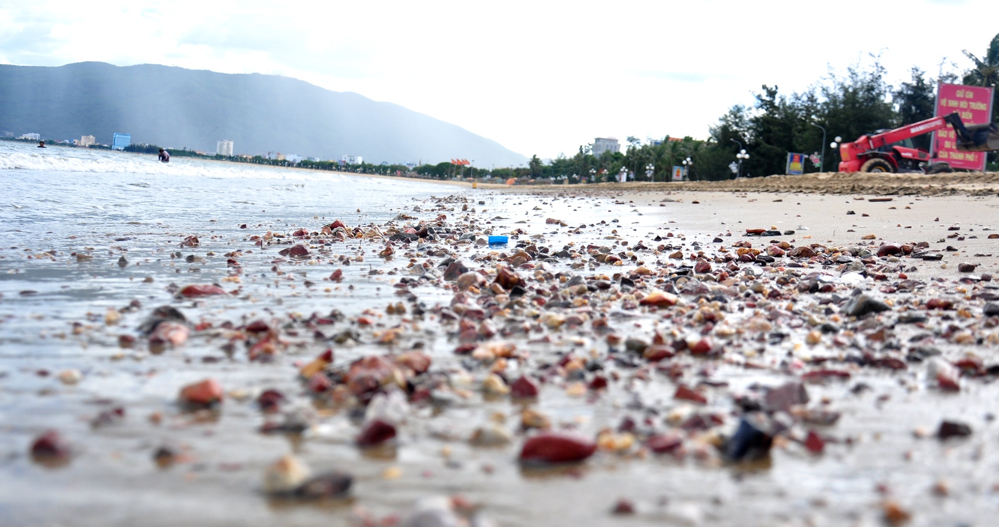 Da san, bun den gay o nhiem bai bien Quy Nhon hinh anh