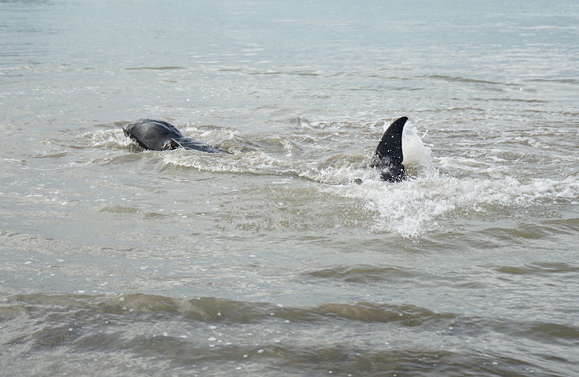 Ca heo hon 100 kg boi vao bai bien Quy Nhon hinh anh