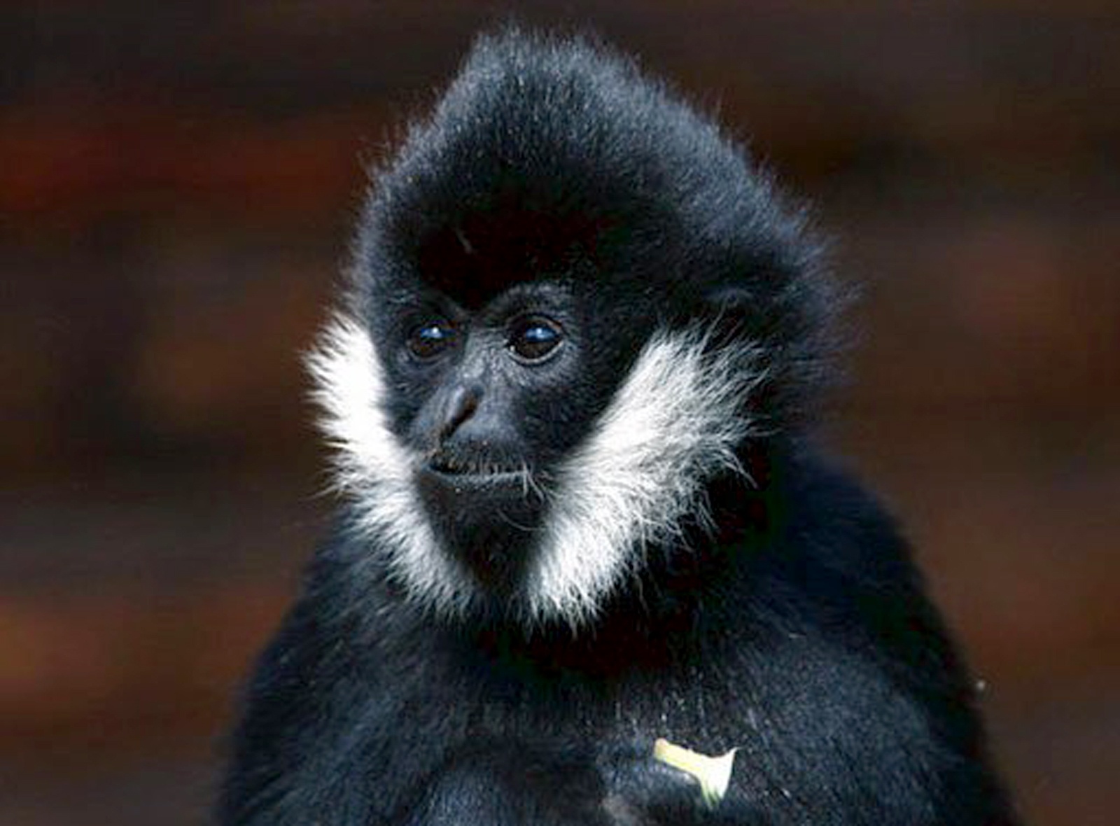 Can bo xa cuu ca the vuon quy hiem hinh anh