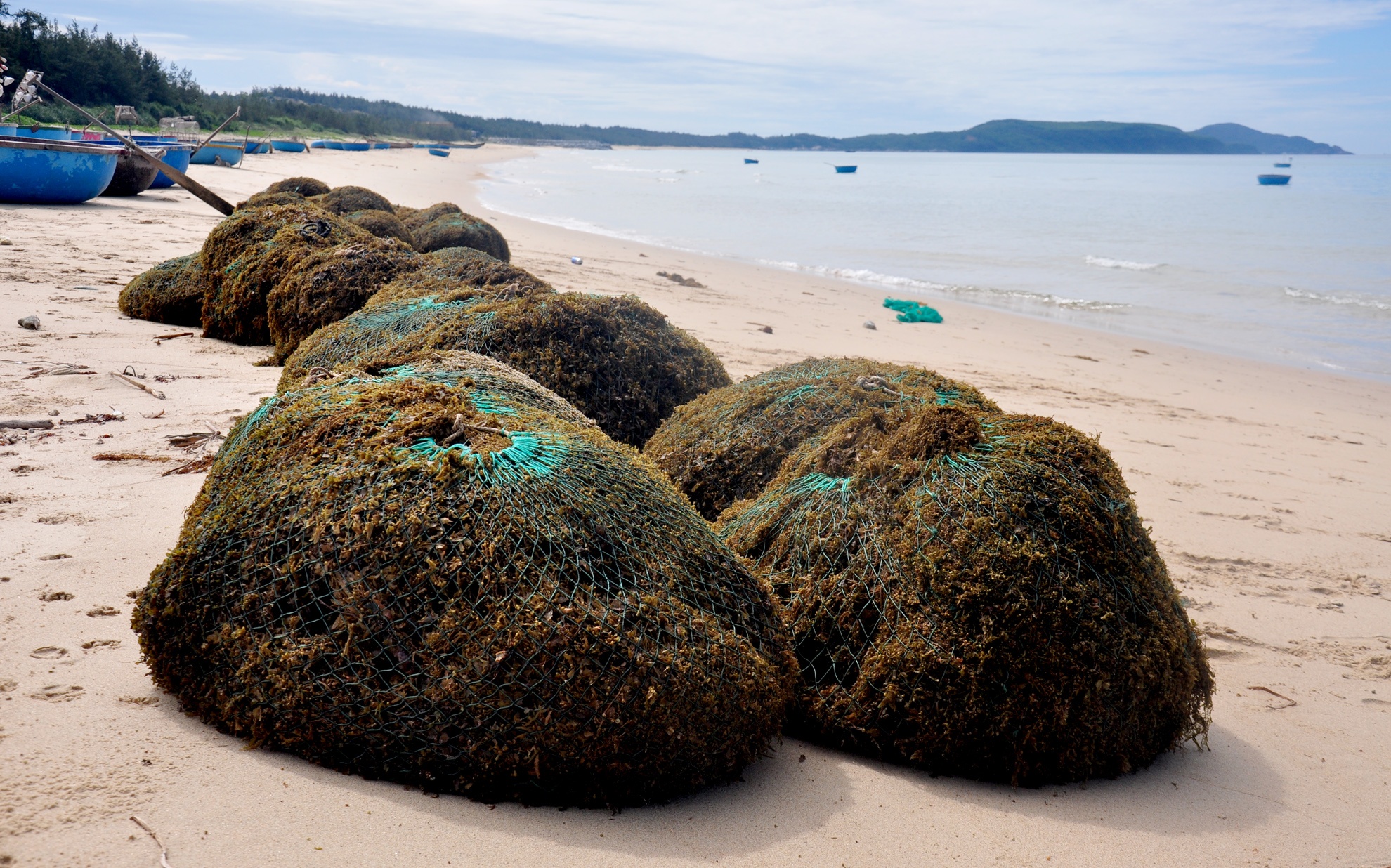 Khai thac rong mo ven bien Quang Ngai anh 2