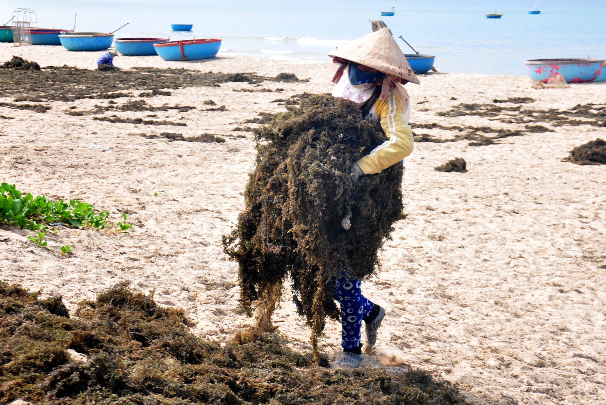 Khai thac rong mo ven bien Quang Ngai anh 3