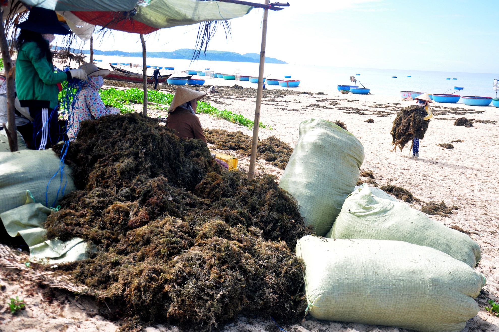 Khai thac rong mo ven bien Quang Ngai anh 4